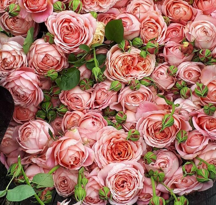 Geweldige freiland rozen
