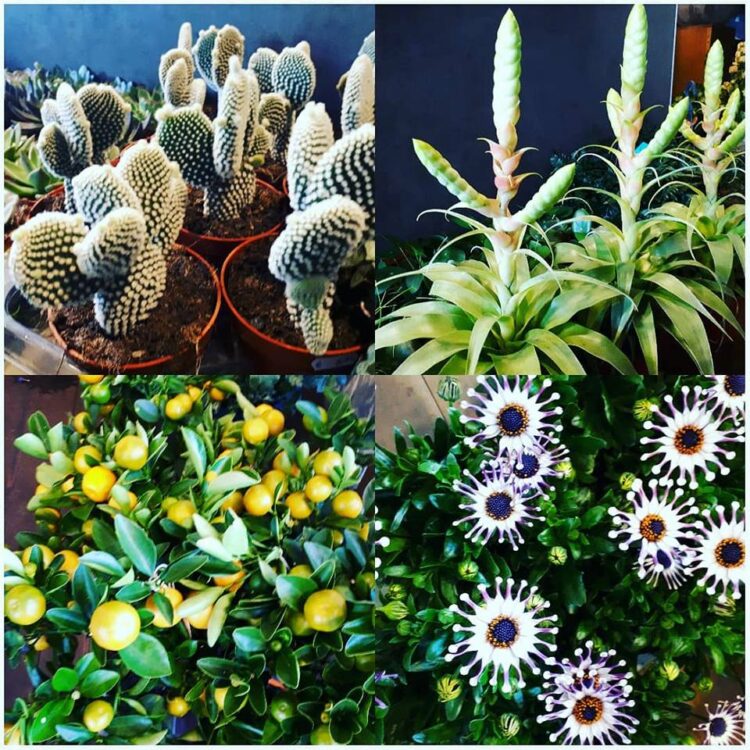 Leuke hippe planten