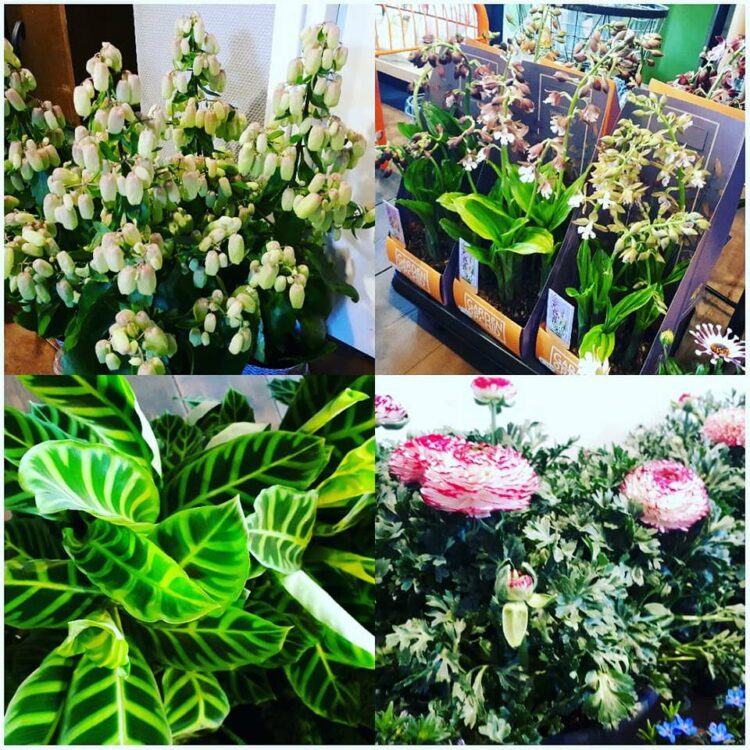 Leuke hippe planten