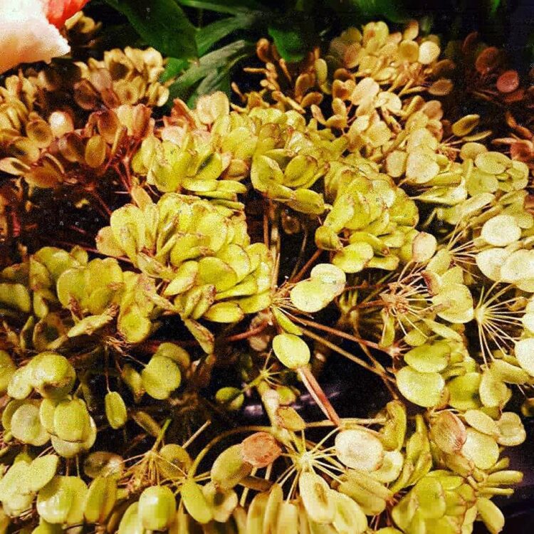 FLOWERS 🌸🍃🌼🌹☘🌻🌺🌿