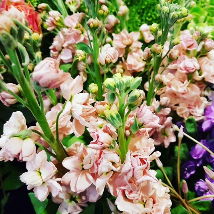 FLOWERS 🌸🍃🌼🌹☘🌻🌺🌿