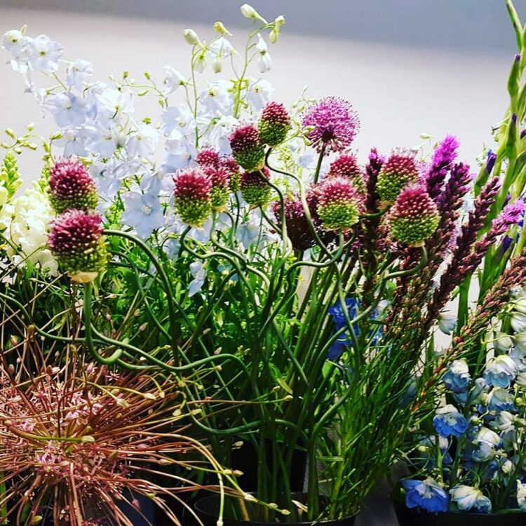 FLOWERS 🌸🍃🌼🌹☘🌻🌺🌿