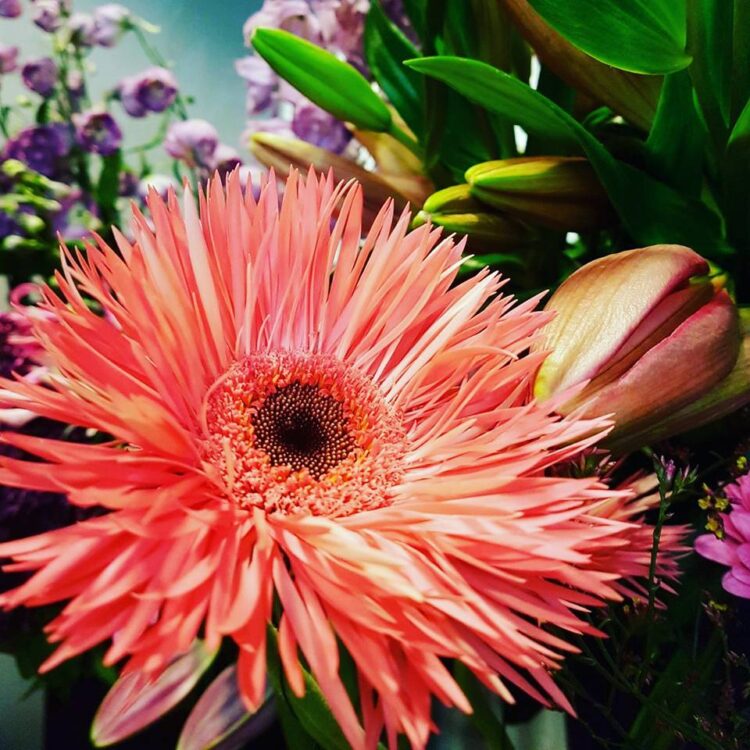 FLOWERS 🌸🍃🌼🌹☘🌻🌺🌿