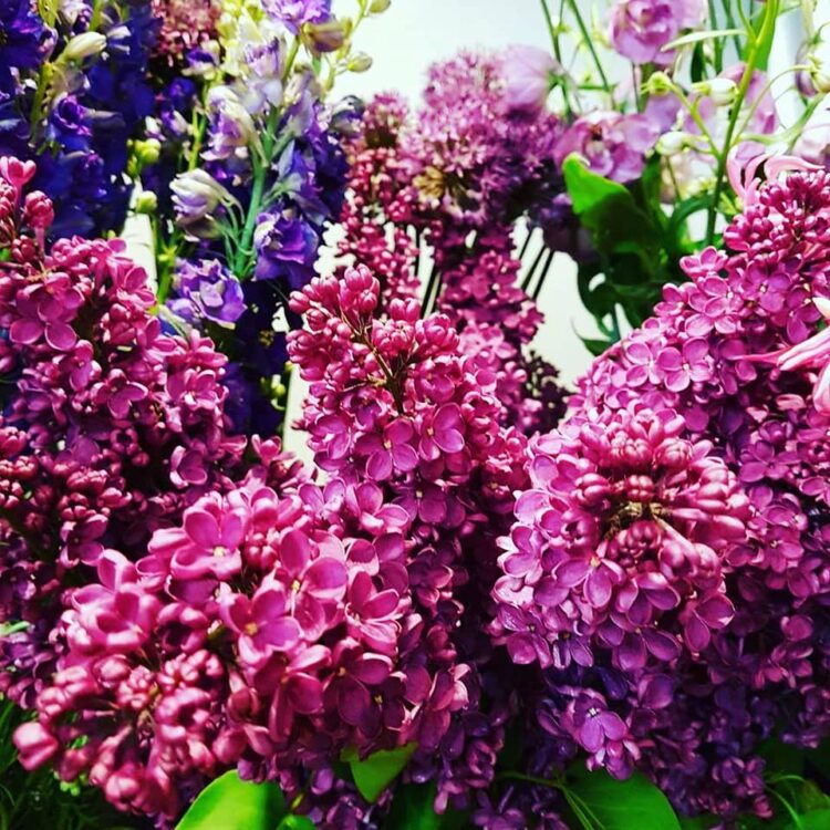 FLOWERS 🌸🍃🌼🌹☘🌻🌺🌿