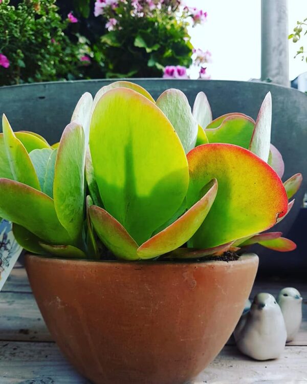 V A D E R D A G INSPIRATIE 🌿🌵