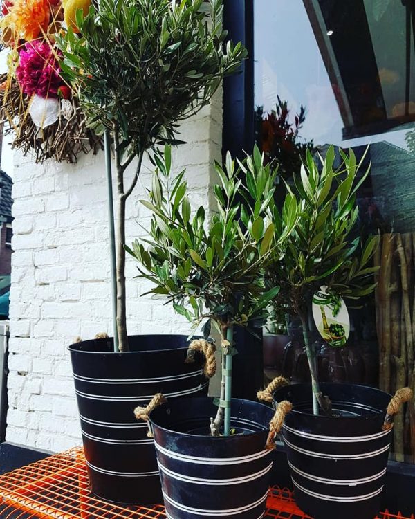 V A D E R D A G INSPIRATIE 🌿🌵
