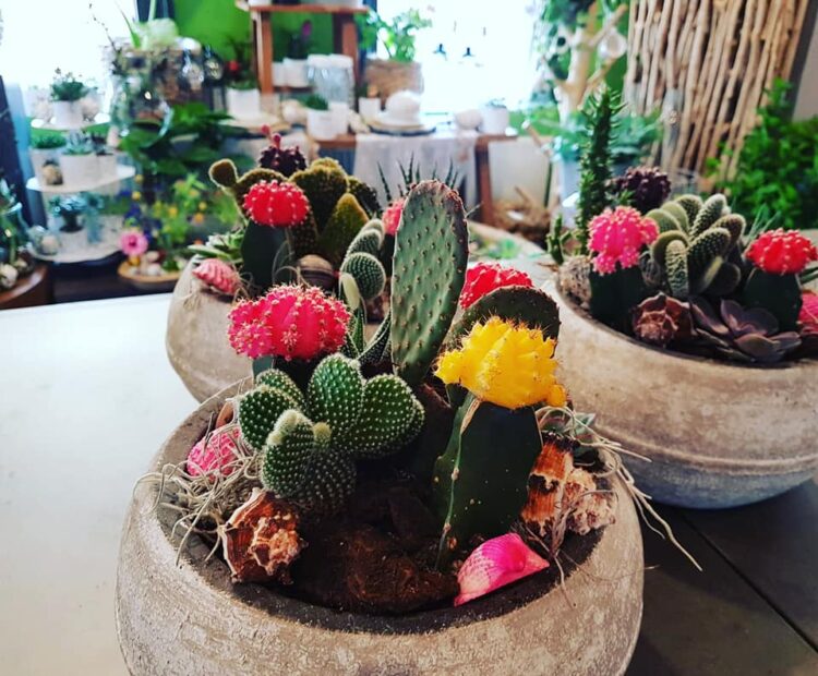 Summer feelings // 🌿🍉🌵💛🌸