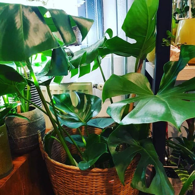 MONSTERA MONDAY ||