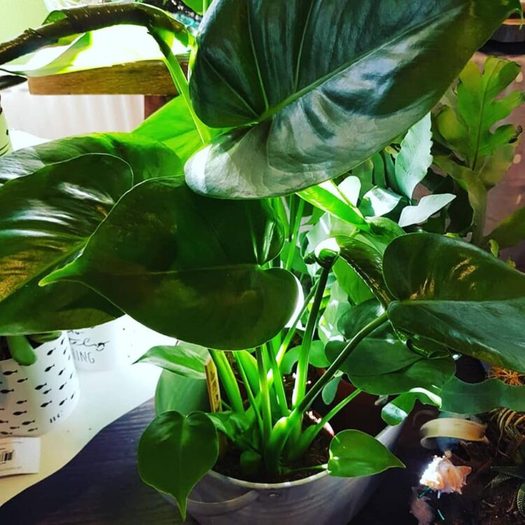 MONSTERA MONDAY ||