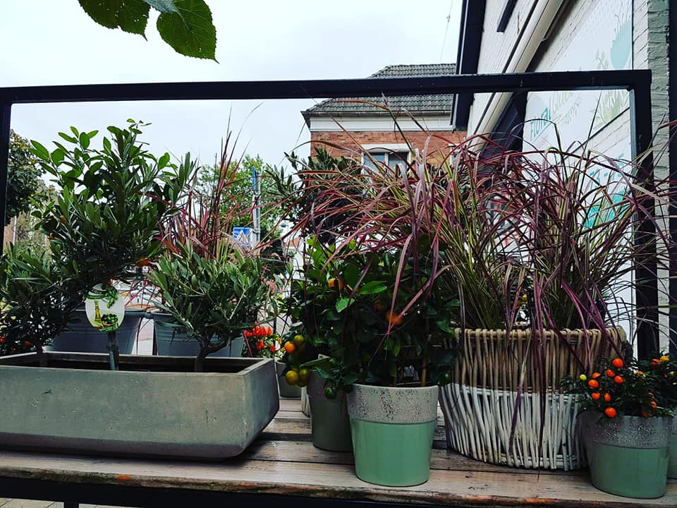 NEW PLANTS — 🌿🍃🍂🍁🌺