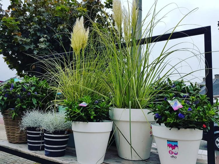 NEW PLANTS — 🌿🍃🍂🍁🌺