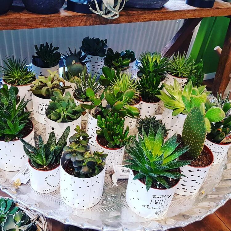 N E W ITEMS — 🌿🌱🌵