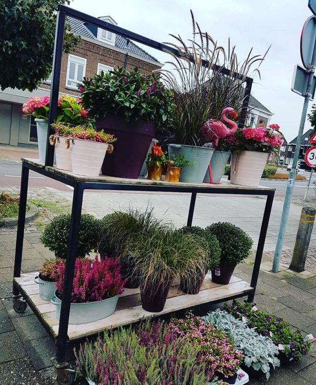 NEW PLANTS — 🌿🍃🍂🍁🌺
