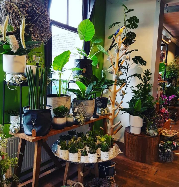 N E W ITEMS — 🌿🌱🌵