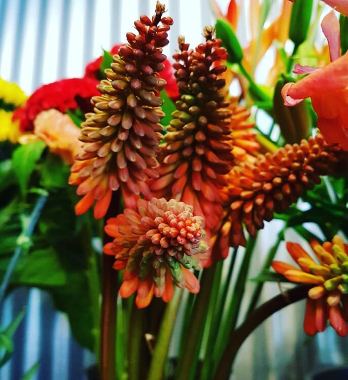BLOEMEN — 🌿🍂🌺