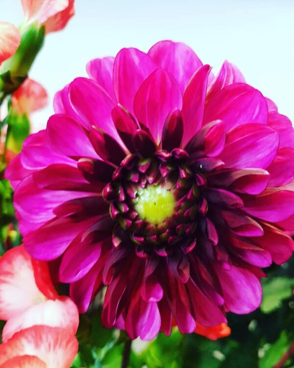 BLOEMEN — 🌿🍂🌺