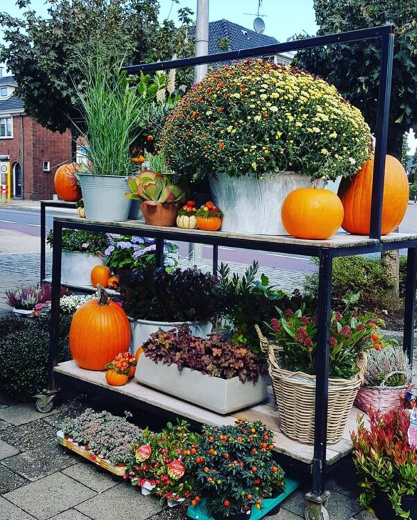 // Nieuwe buitenplanten 🍂🍁🍃