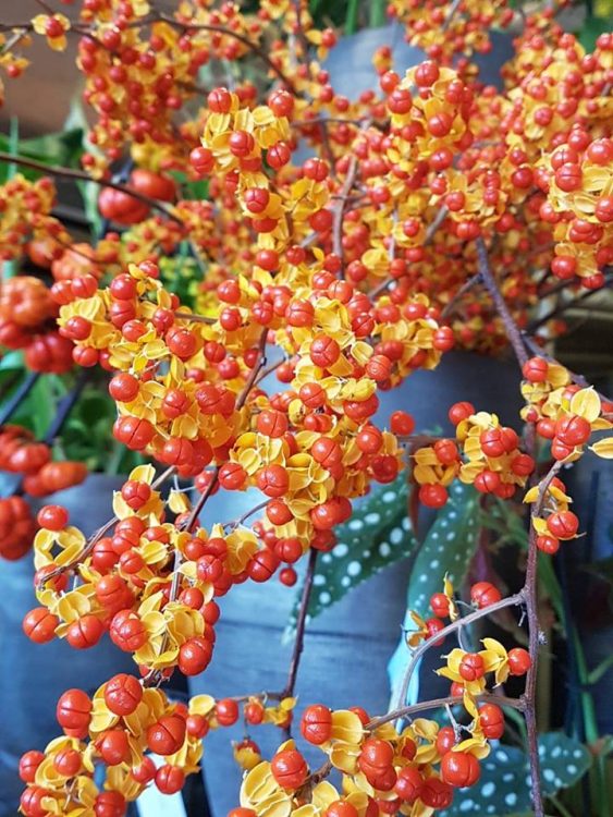 BLOEMEN — 🌸🌺🍁