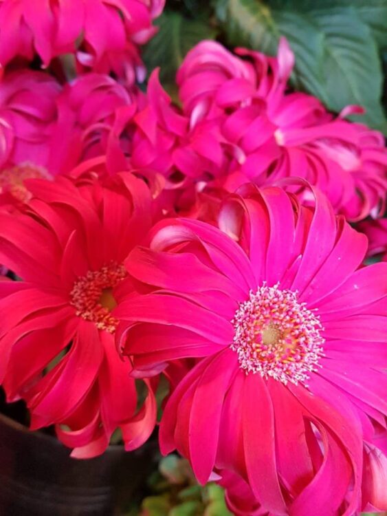 BLOEMEN — 🌸🌺🍁