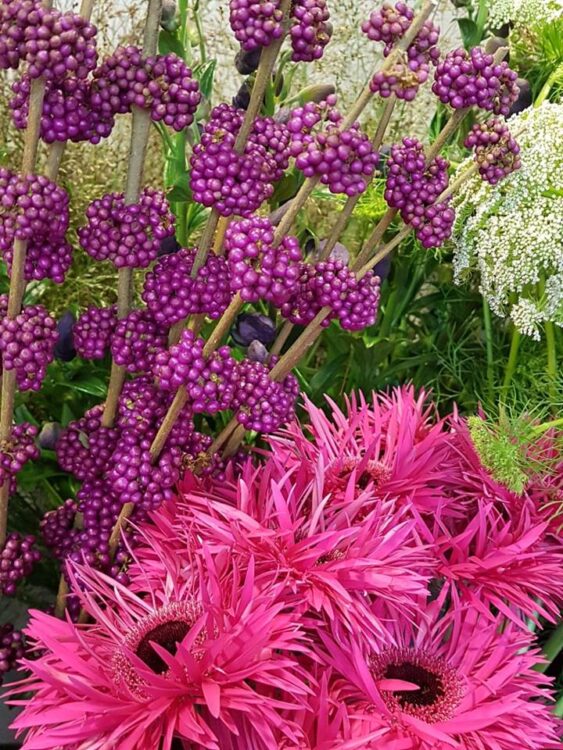 BLOEMEN — 🌸🌺🍁