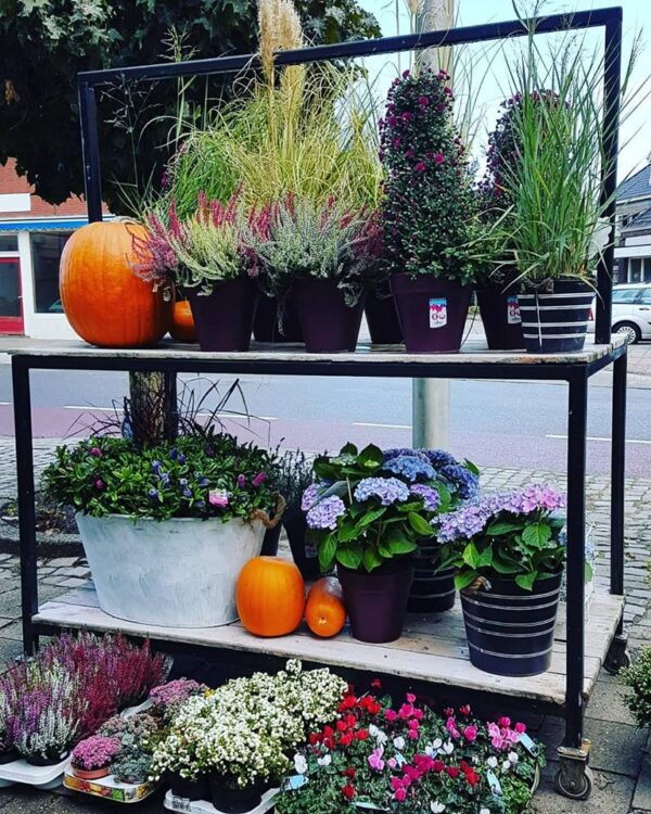 // Nieuwe buitenplanten 🍂🍁🍃
