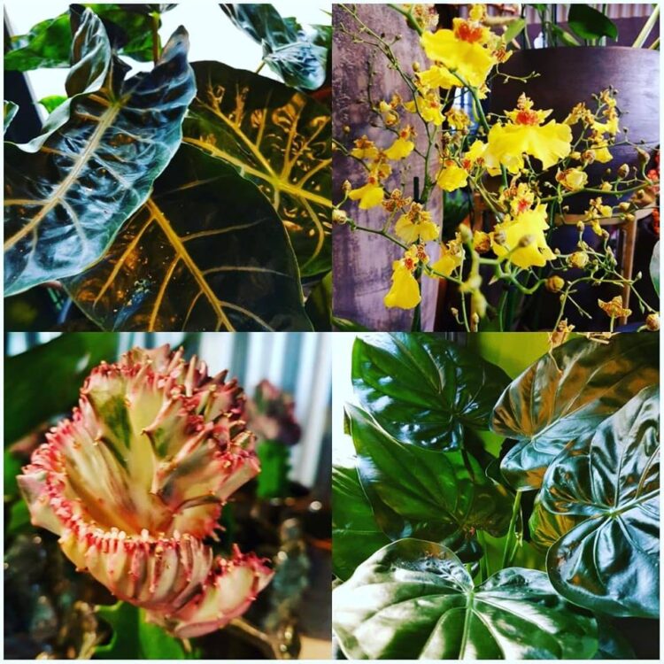 Nieuwe planten — 🍃🌿🍁