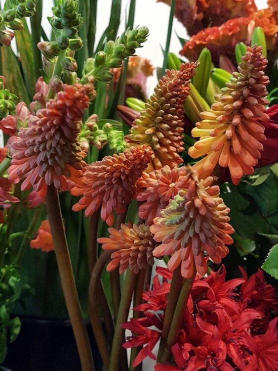 BLOEMEN — 🌸🌺🍁