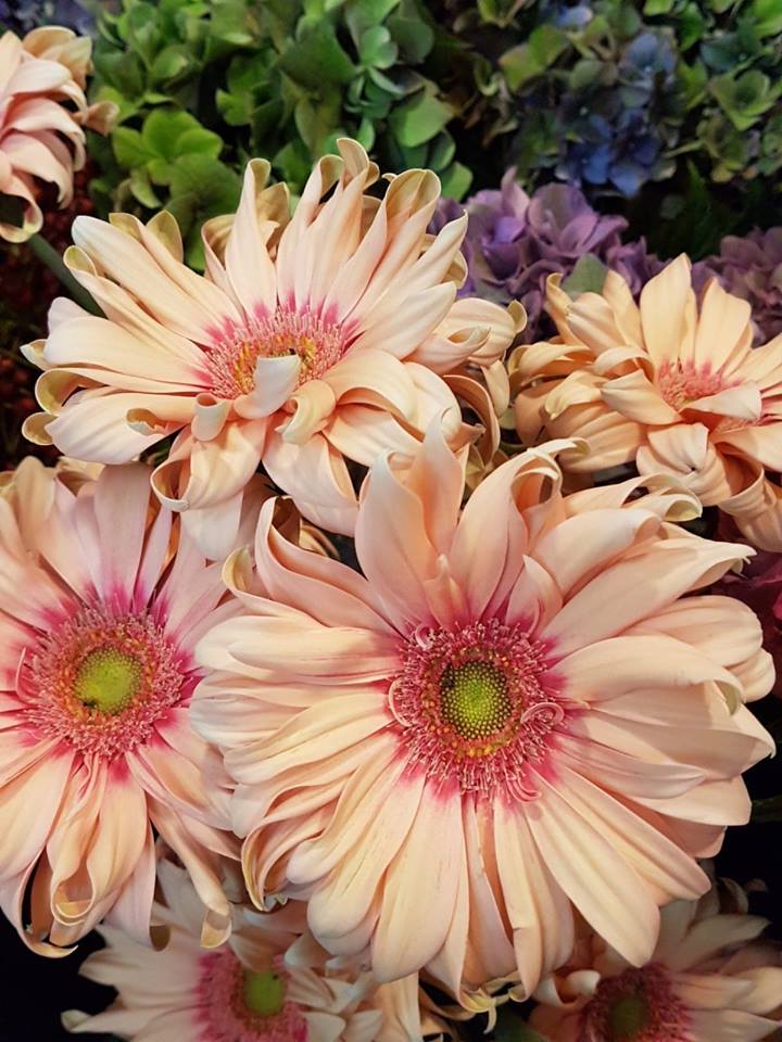 BLOEMEN — 🌸🌺🍁