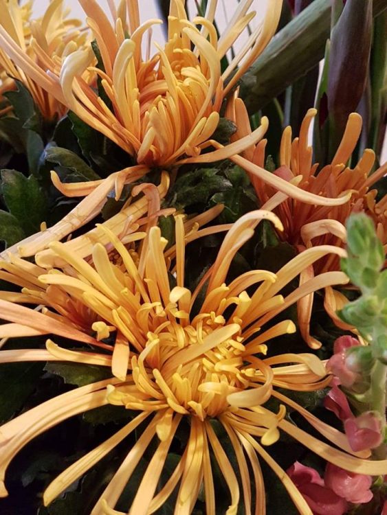 BLOEMEN — 🌸🌺🍁