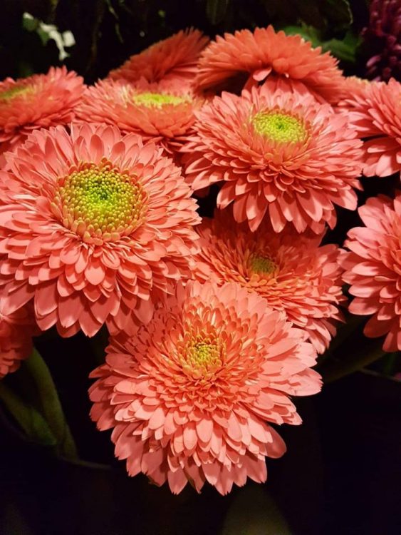 BLOEMEN
