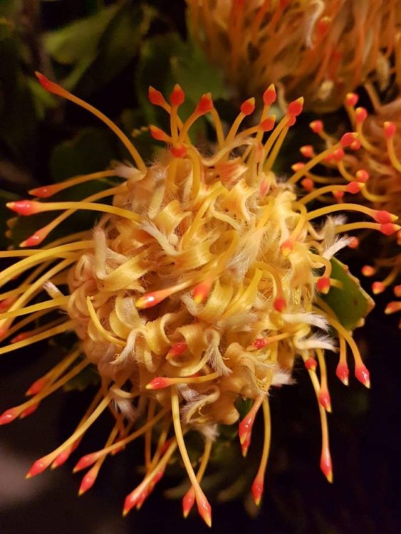 BLOEMEN