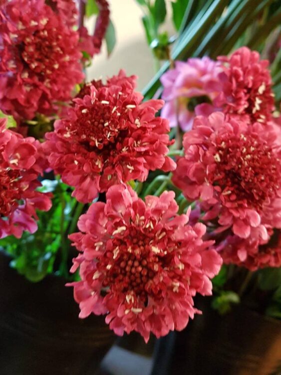 BLOEMEN