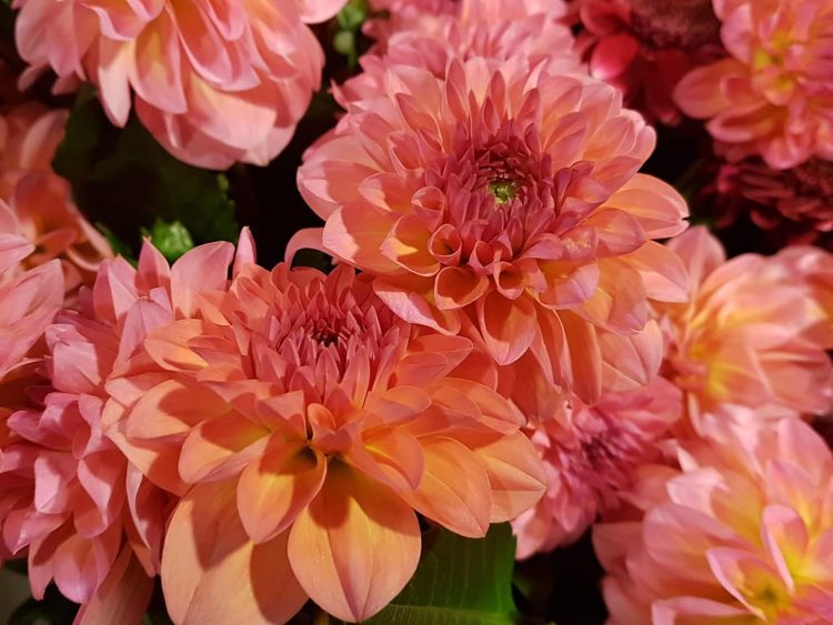 BLOEMEN