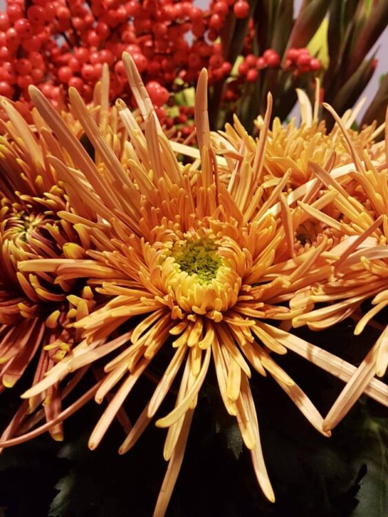 BLOEMEN