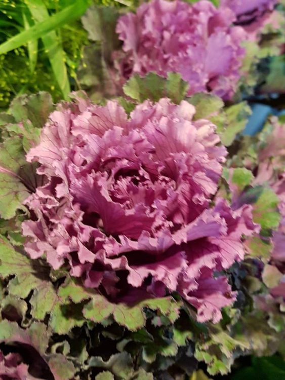 BLOEMEN