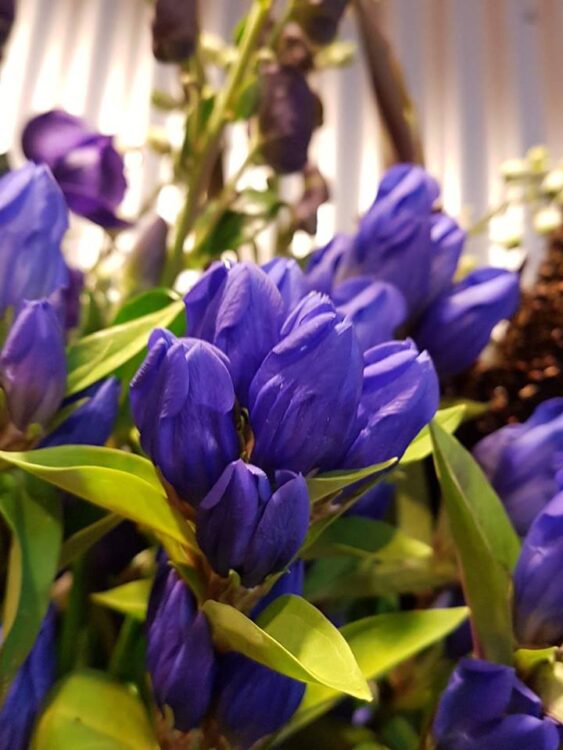 BLOEMEN