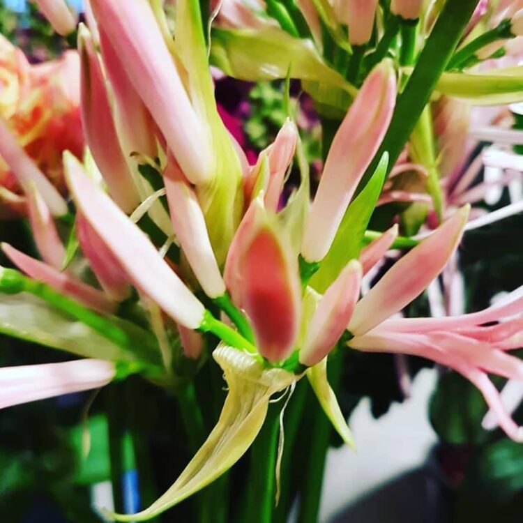 // BLOEMEN –