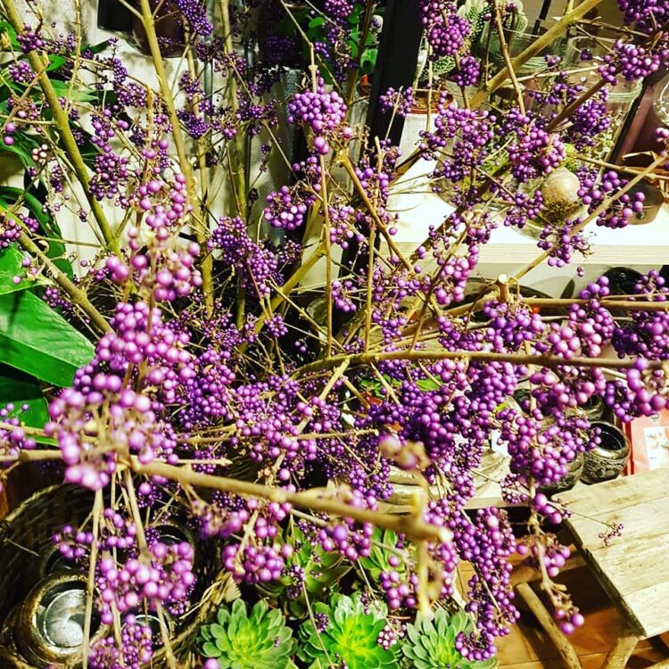 H E R F S T — 🍂💜🌿