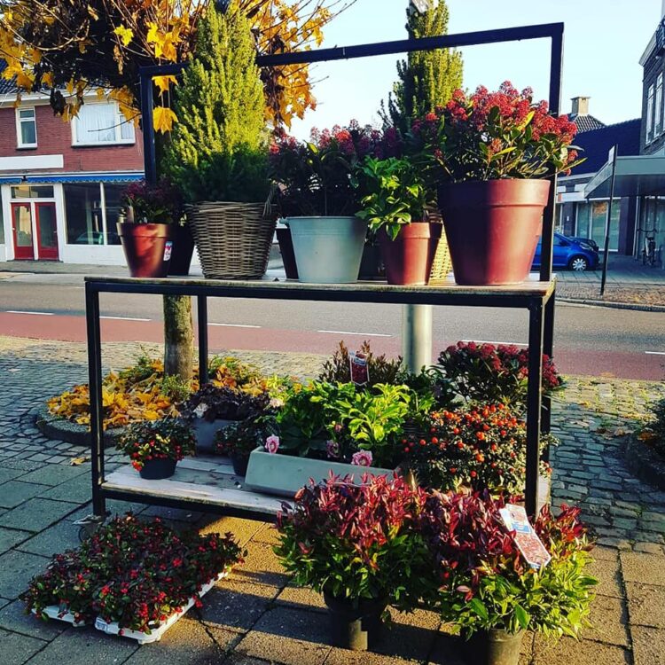N i e u w e – planten!