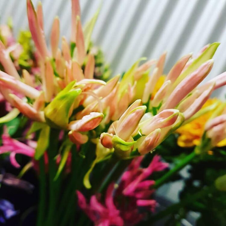 BLOEMEN —