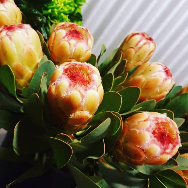 BLOEMEN —