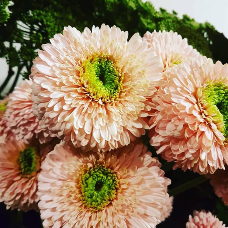 BLOEMEN —