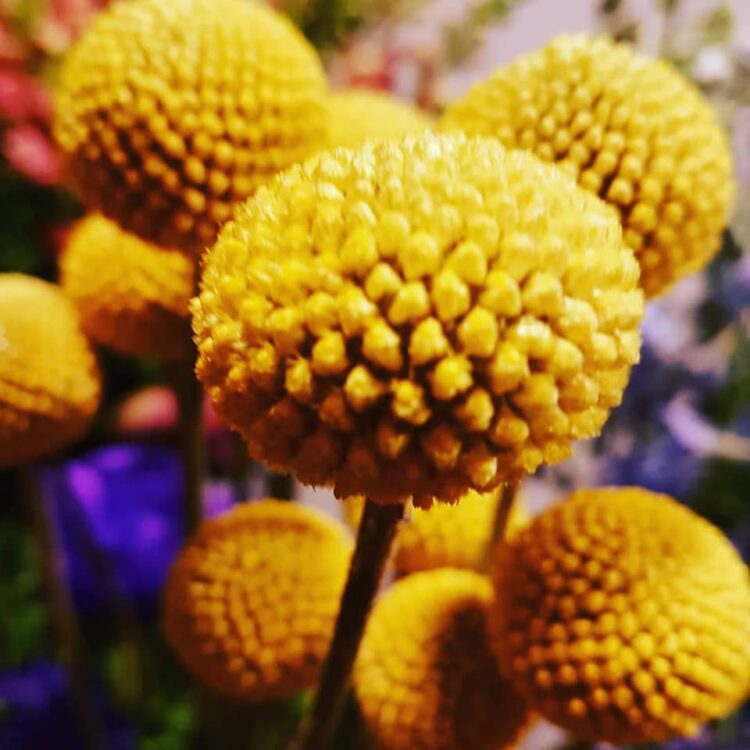BLOEMEN —