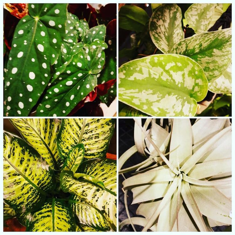 PLANTEN — 🌿🍃🌵