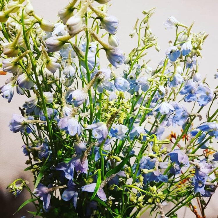 BLOEMEN —