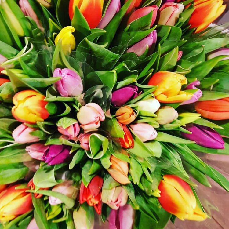 TULPEN FEESTJE 🌷🌷🌷