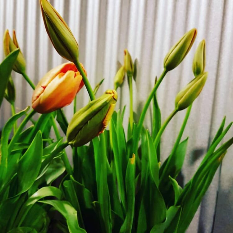 TULPEN FEESTJE 🌷🌷🌷