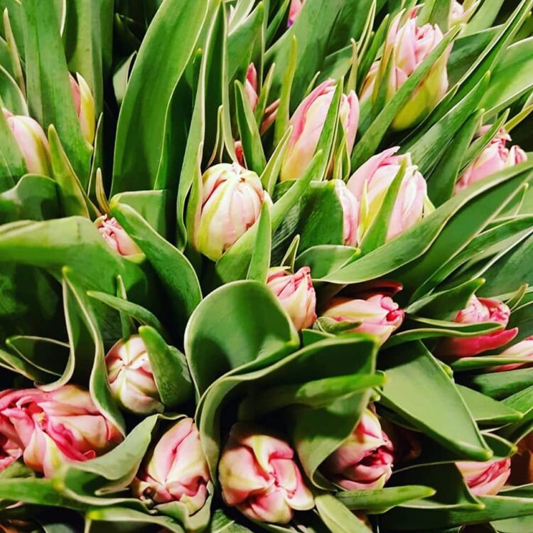 TULPEN FEESTJE 🌷🌷🌷