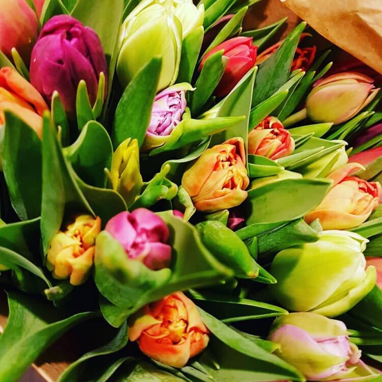 TULPEN FEESTJE 🌷🌷🌷