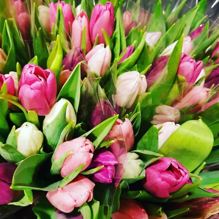 TULPEN FEESTJE 🌷🌷🌷
